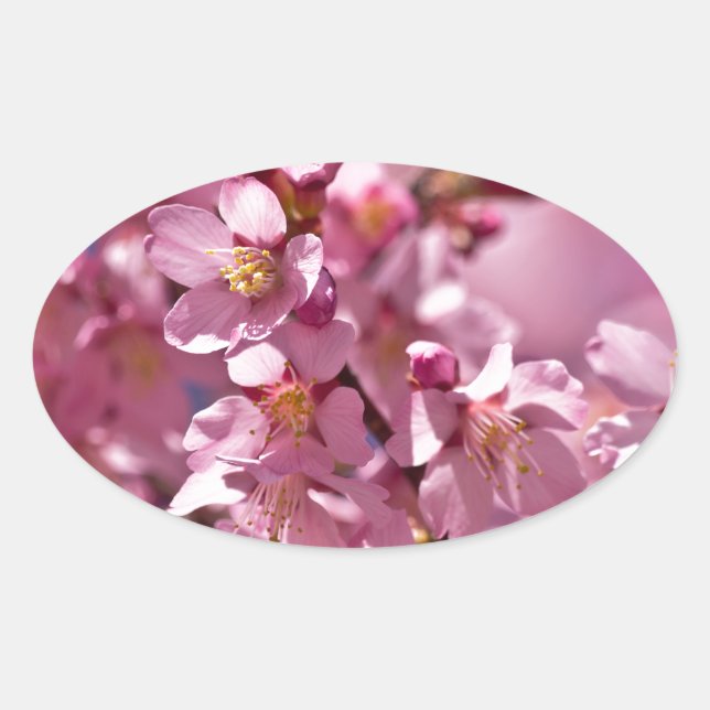 Sticker Ovale Sakura Cherry Blossoms embrassés par Sunlight (Devant)