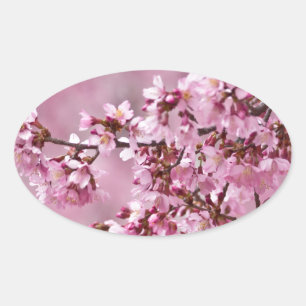 Sticker Ovale Sakura Cherry Blossoms Pastel Pink Layers