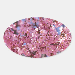 Sticker Ovale Sakura Pink Cherry Blossom Sky