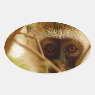 Sticker Ovale Singe effronté.