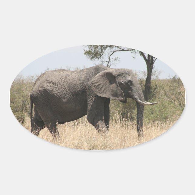 Sticker Ovale stand d'éléphants (Devant)