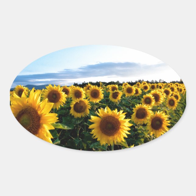 Sticker Ovale Terrain de tournesol (Devant)