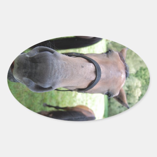 Sticker Ovale Tête de cheval (Devant)