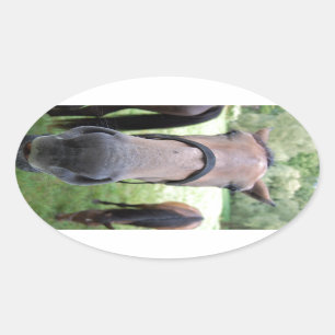 Sticker Ovale Tête de cheval