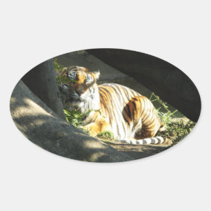 Sticker Ovale Tiger Catnap