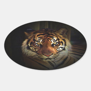 Sticker Ovale Tigre