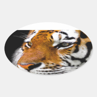 Sticker Ovale Tigre