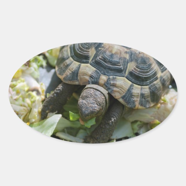 Sticker Ovale Tortue mignonne (Devant)