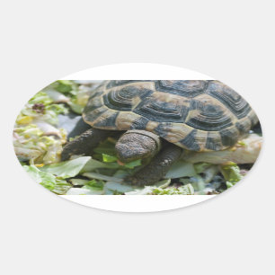 Sticker Ovale Tortue mignonne