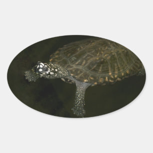 Sticker Ovale Tortue qui nage