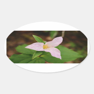Sticker Ovale Trillium Flower