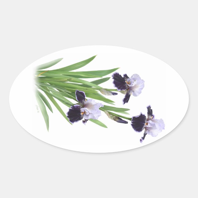 Sticker Ovale Trio d'Iris (Devant)