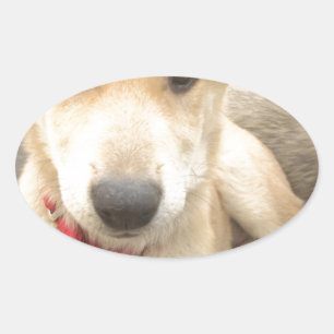 Sticker Ovale Tu Devrais WIFI Ton Amour Tous Les Jours