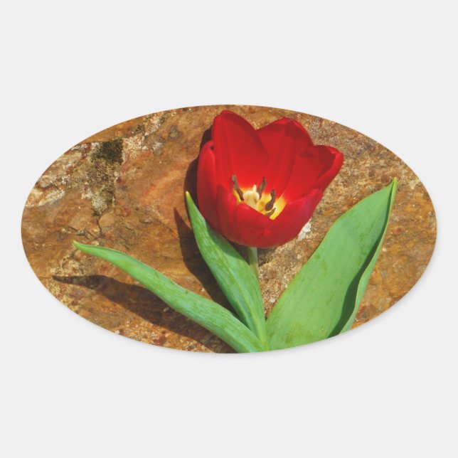 Sticker Ovale Tulipe jaune et rouge (Devant)