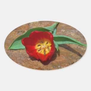 Sticker Ovale Tulipe rouge du printemps
