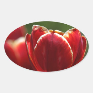 Sticker Ovale Tulipes