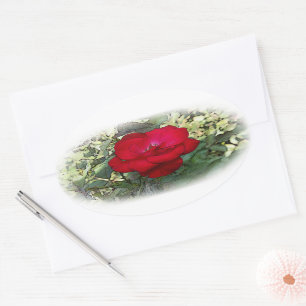 Sticker Ovale Un rose solitaire