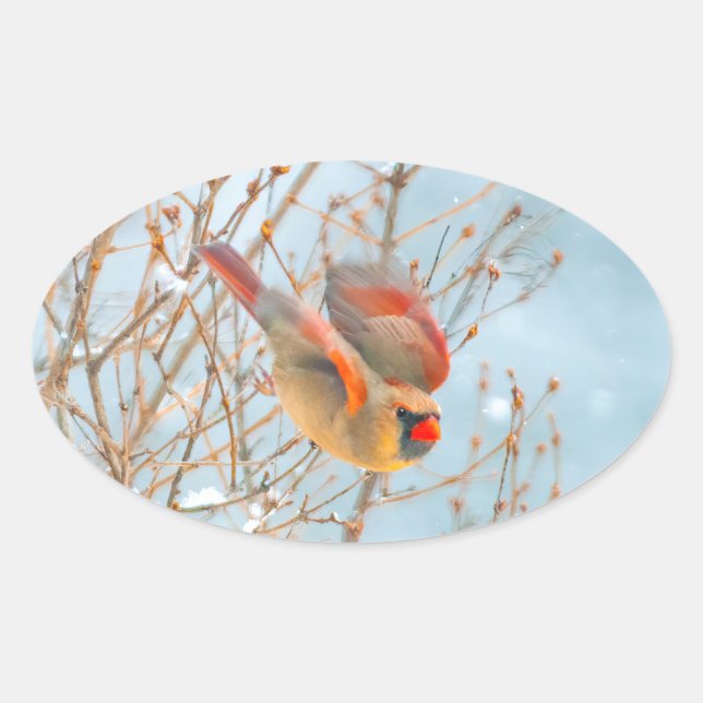 Sticker Ovale Vol Cardinal Nord - Photo originale (Devant)