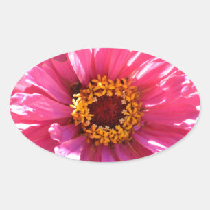Sticker Ovale Zinnia rose