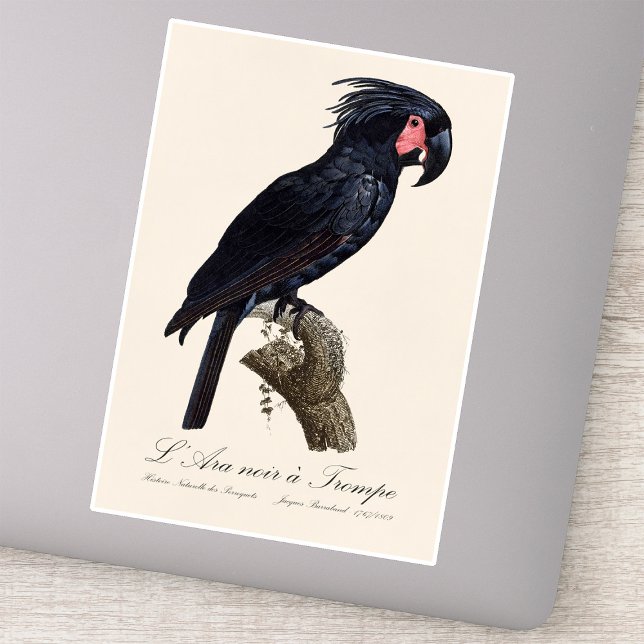 Sticker Palmisano Cacatoès, perroquet Probosciger aterrimu (L' Ara Noir a Trompe / Palm Cockatoo. Sticker)