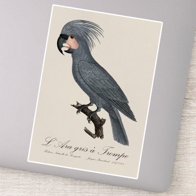 Sticker Palmiste noir, Probosciger aterrimus (Great Black Palm Cockatoo, Probosciger aterrimus. Sticker)