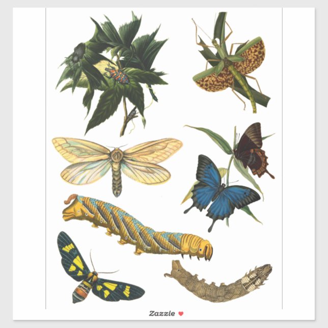 Sticker Papillons Beetle Bugs Insectes Collage Art (Feuille)