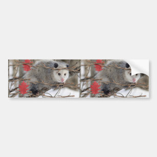 Sticker pare-chocs Opossum