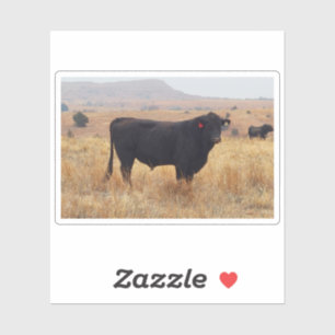 Sticker Pâturage de Steer Black Angus avec son troupeau