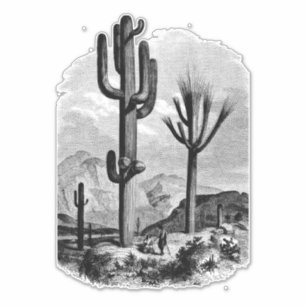 Sticker Paysage du désert Cactus dessin d'art Vintage de l