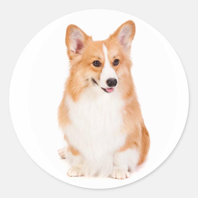 Sticker Pembroke Welsh Corgi (Devant)