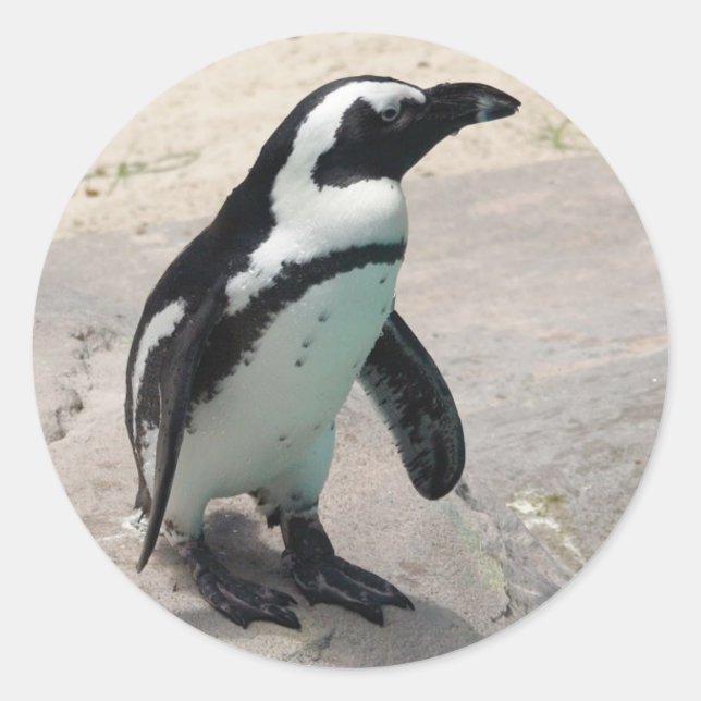 Sticker Penquin (Devant)