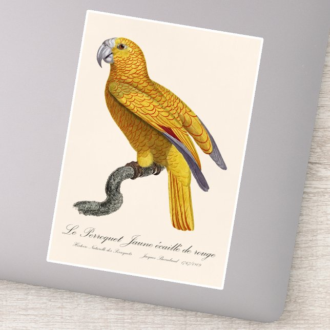 Sticker Perroquet de Paradis de Cuba, Psittacus Paradisi (Le Perroquet Jaune ecaille de rouge. Sticker)