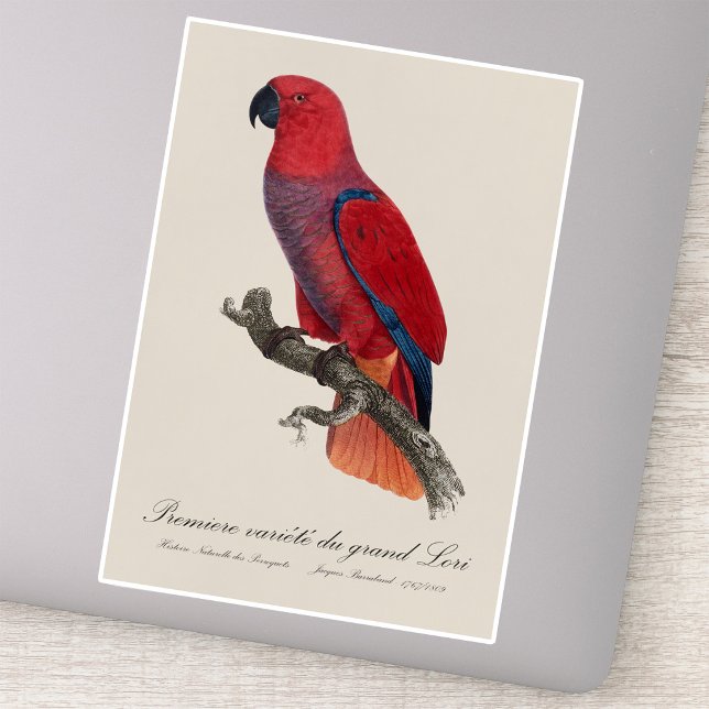 Sticker Perroquet éclectus de Vosmaer, Eclectus Roratus Vo (Vosmaer Eclectus Parrot, Eclectus Roratus Vosmaeri. Sticker)