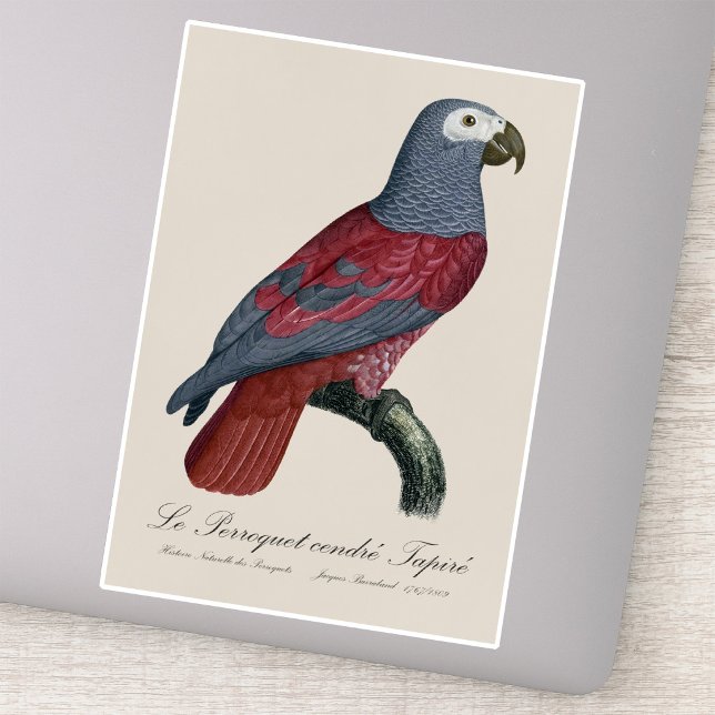 Sticker Perroquet Gris d'Afrique Psittacus Erithacus Facte (African Grey Parrot Red Factor Psittacus Erithacus. Sticker)