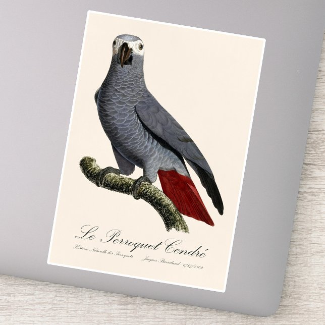 Sticker Perroquet gris, Psittacus erithacus, vintage (Le Perroquet Cendre - 19th century illustration. Sticker)