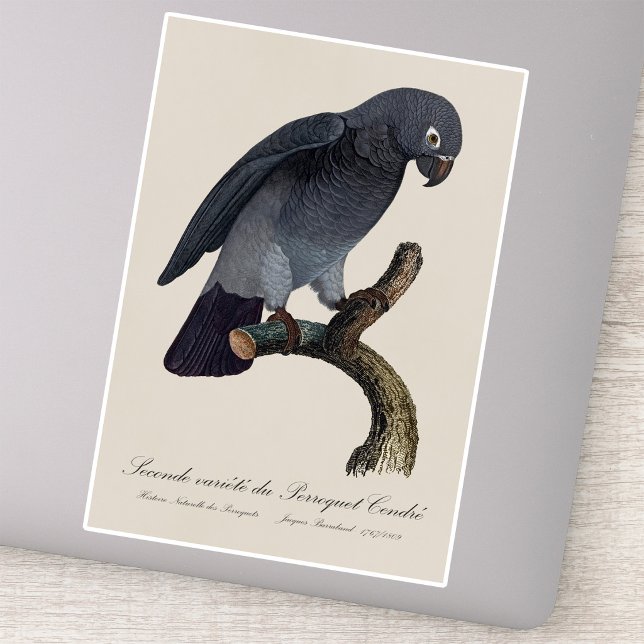 Sticker Perroquet gris Timneh, Psittacus Timneh (Timneh African Grey Parrot, Psittacus Timneh. Sticker)