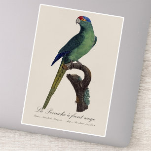 Sticker Perruche à front orange, Eupsittula Canicularis