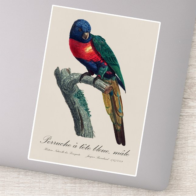 Sticker Perruche a tete bleue / Rainbow lorikeet (Rainbow Lorikeet Male, Trichoglossus Moluccanus. Sticker)