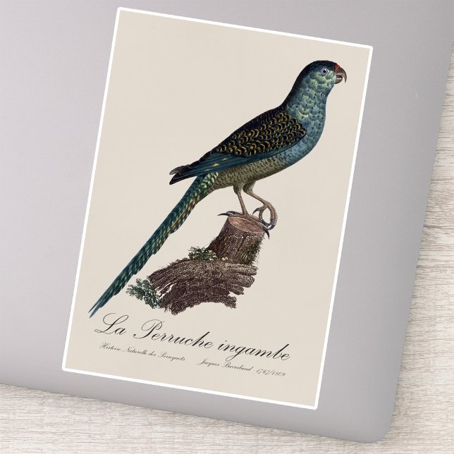 Sticker Perruche terrestre ou Perruche des marais, Pezopor (Ground Parrot or Swamp Parrot, Pezoporus Wallicus. Sticker)
