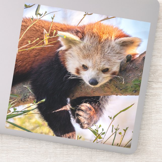 Sticker Petit panda rouge pâle (Détail)