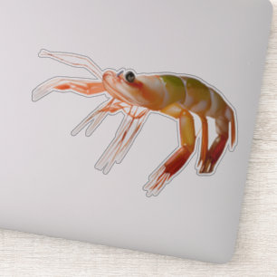 Sticker Petit type de crevette dur
