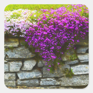 Sticker Phlox On Rocks