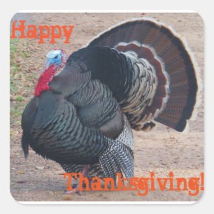 Sticker photo bon thanksgiving Turquie