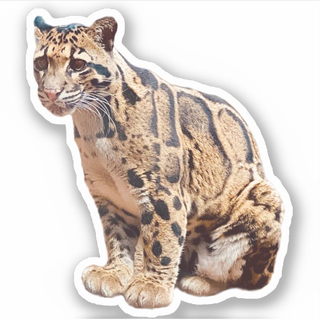 Sticker photo de léopard nébuleux nature faune exotique (Devant)