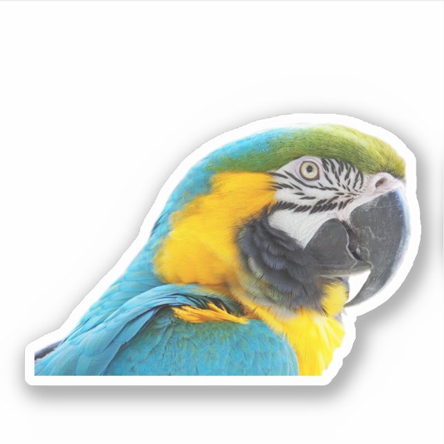 Sticker Photo Macaw (Devant)