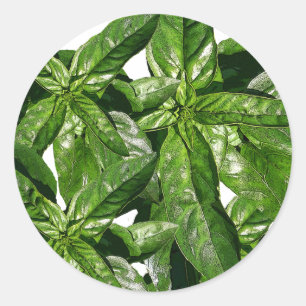 Sticker photo Plante Basil