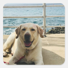 Sticker photo pour chien du Labrador
