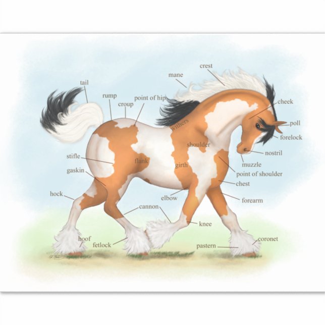Sticker Pinto Gypsy Horse éducatif Anatomie équine graphiq (Devant)