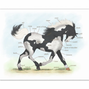 Sticker Pinto Overo Cheval Éducatif Equine Anatomie Graphi