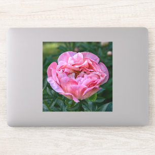 Sticker Pivoine d'amour – Fleurs roses tendres